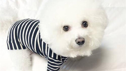 狗狗感冒会不会传染给给另一只狗(图1)