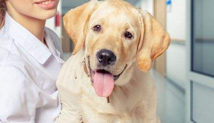 狗狗最多见泪痕吗？不妨来看看吧吧(图2)