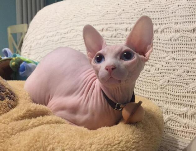 嫌无毛猫长得不漂亮 老妈派人做衣服 网友：老妈这么重口？(图2)