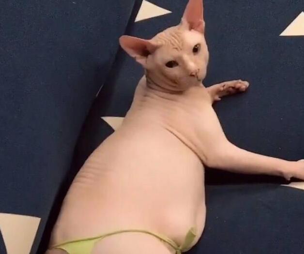 嫌无毛猫长得不漂亮 老妈派人做衣服 网友：老妈这么重口？(图3)