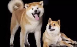 柴犬和秋田犬的区别 论“双胞胎”如何能怎么区分(图1)