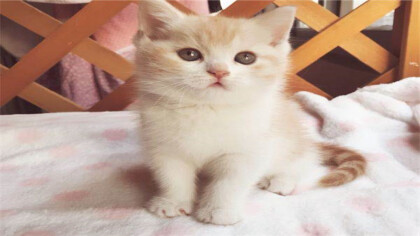 乳白英短我看品相(图1)