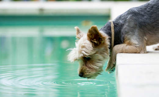 狗狗喝错水 对身体火系伤害大！轻则经常拉肚子 喂的肠胃宝就可以；重则会严重危害生命！(图1)