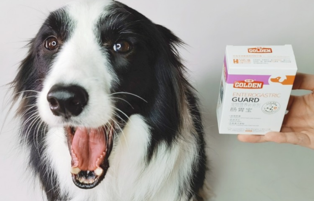 狗狗喝错水 对身体火系伤害大！轻则经常拉肚子 喂的肠胃宝就可以；重则会严重危害生命！(图2)