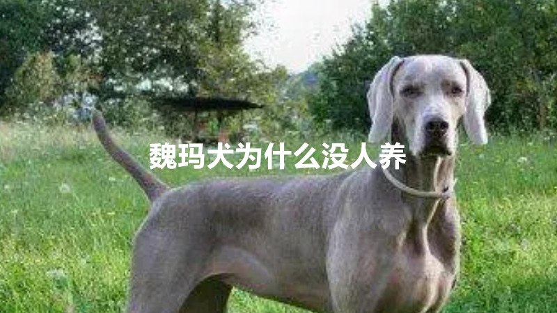 魏玛犬为啥没人养(图1)