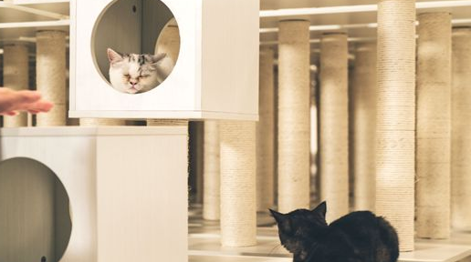猫爬架怎么程序维护|说你呢 铲屎官——喵小主喊你来可以清洗猫爬架！(图1)
