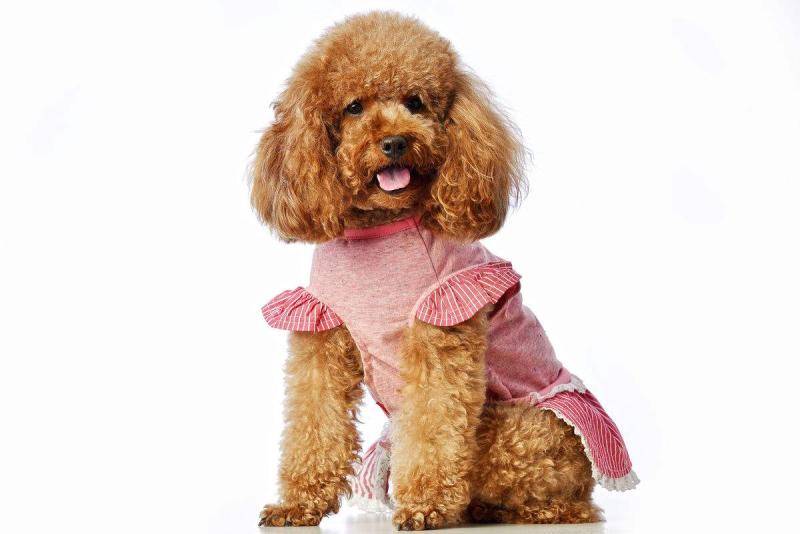 泰迪和贵宾哪个贵？两个纯素颜一个去整容(图2)