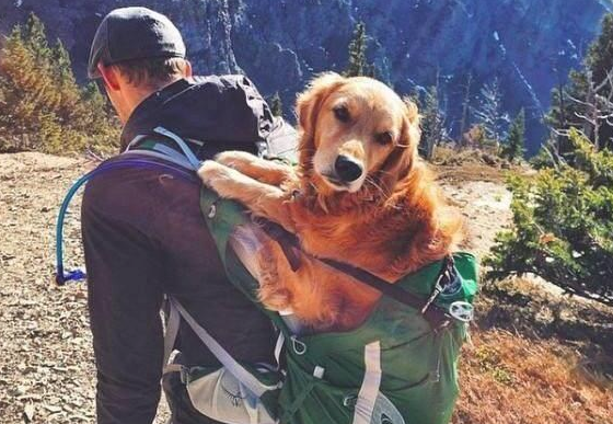 狗狗有这6种比较多表现出来 因为它需要你 家里狗有吗(图2)