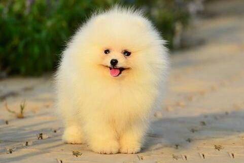 博美爱咬人怎么办？那肯定得好好训练管教一下(图1)