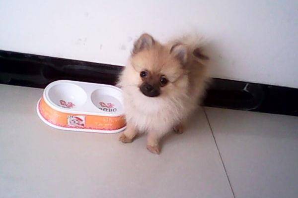 博美爱咬人怎么办？那肯定得好好训练管教一下(图3)