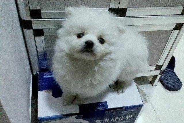 博美爱咬人怎么办？那肯定得好好训练管教一下(图2)