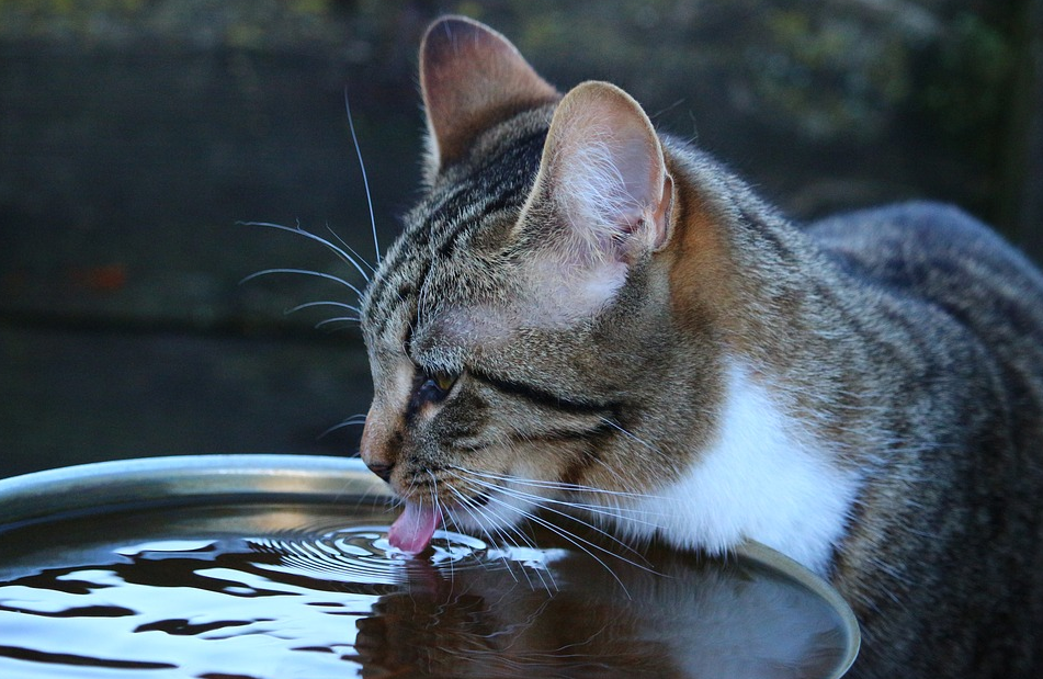 养宠囧事：本以为是猫咪怀孕了 没想到是被便便撑大了肚子(图2)