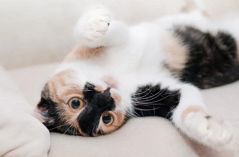 养宠囧事：本以为是猫咪怀孕了 没想到是被便便撑大了肚子(图1)