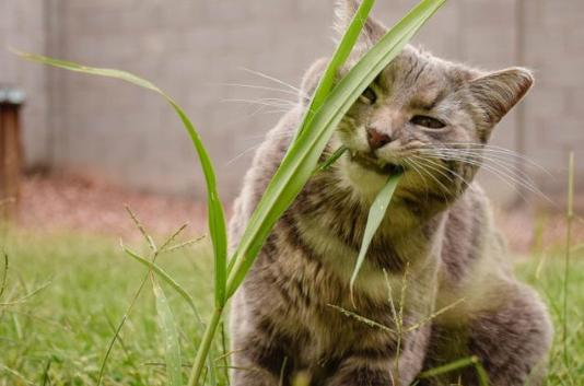 养宠囧事：本以为是猫咪怀孕了 没想到是被便便撑大了肚子(图3)