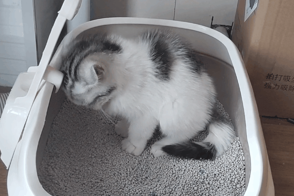养宠囧事：本以为是猫咪怀孕了 没想到是被便便撑大了肚子(图4)