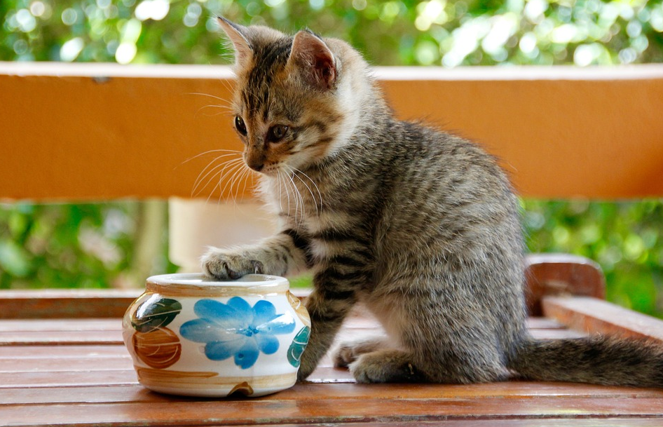 养宠囧事：本以为是猫咪怀孕了 没想到是被便便撑大了肚子(图5)