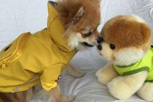 博美是可以吃什么水果？那些水果断然地不能碰(图3)