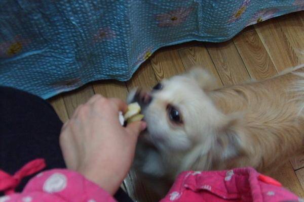 博美是可以吃什么水果？那些水果断然地不能碰(图2)