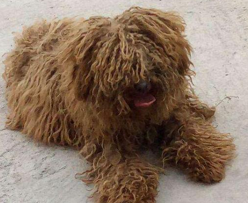 毛发的死敌 狗狗越吃毛发越自然光泽丝滑！(图1)