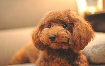 毛发的死敌 狗狗越吃毛发越自然光泽丝滑！(图2)