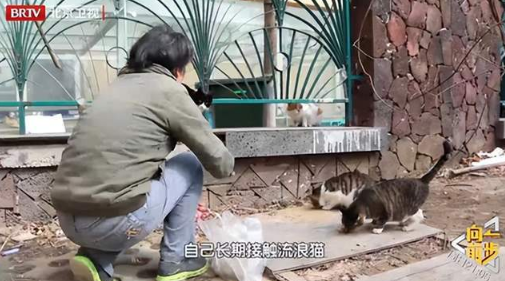 爱心投喂引争议 流浪猫管理这道社会难题 到底是该如何能回答一(图2)