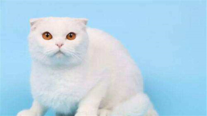 英短乳白如何能看纯不纯(图1)