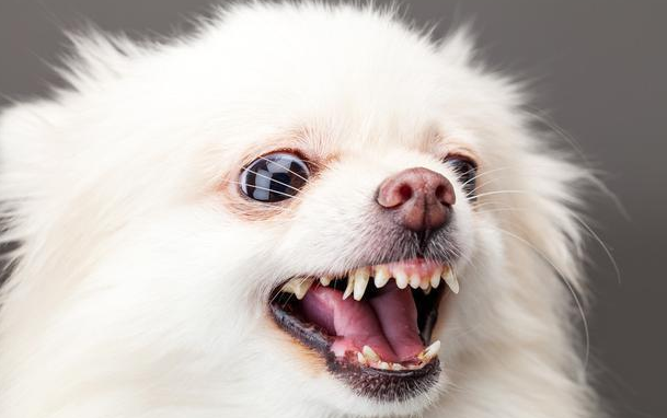 若是狗狗有这6个“坏习惯” 况且长得再萌 也只会遭人嫌(图1)