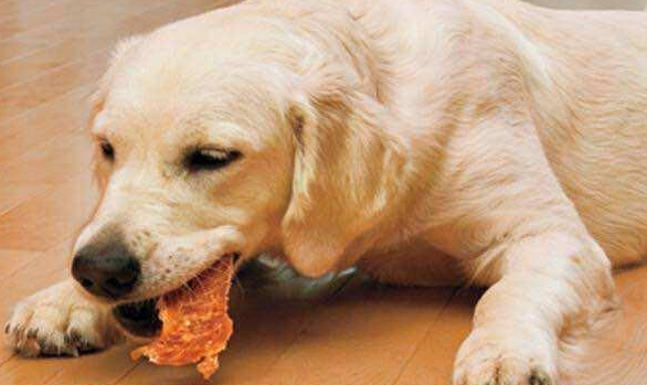 若是狗狗有这6个“坏习惯” 况且长得再萌 也只会遭人嫌(图2)