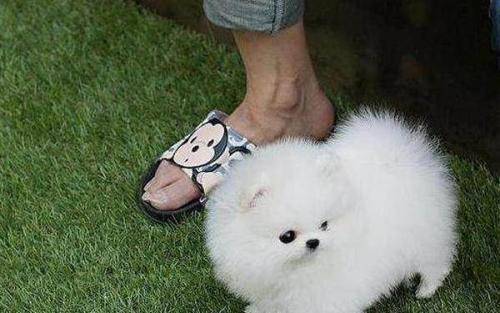 黄色博美是纯种吗？反正有无纯种更跟颜色完全没有关系(图1)