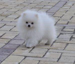 黄色博美是纯种吗？反正有无纯种更跟颜色完全没有关系(图3)