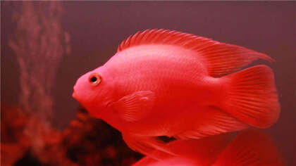 冷水鹦鹉鱼好养吗(图1)