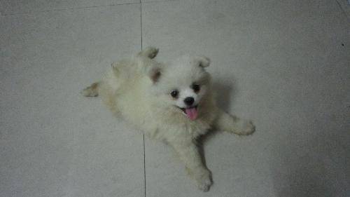 博美发烧什么症状 最很明显的那就是精神不佳(图1)