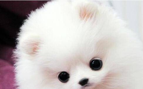 博美发烧什么症状 最很明显的那就是精神不佳(图2)