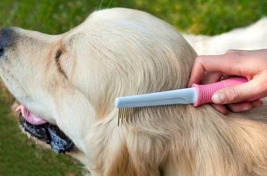 狗狗脱毛严重起期因为哪些呢？何不来看下吧(图1)