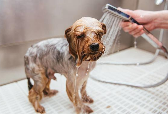 狗狗脱毛严重起期因为哪些呢？何不来看下吧(图2)