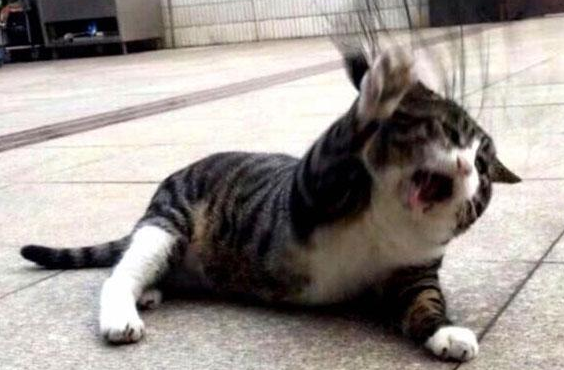 猫咪拉出庞大无比长条异物吓坏主人 医生说全面处理方法不恰当可闪避！(图1)