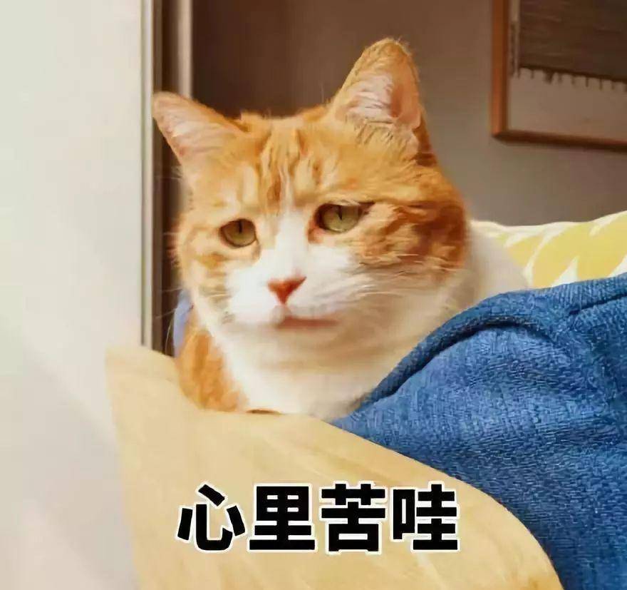 猫咪拉出庞大无比长条异物吓坏主人 医生说全面处理方法不恰当可闪避！(图2)