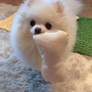 博美半夜叫不停地怎么办？绝大部分是由于这个原因(图3)