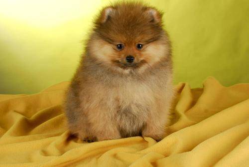 博美半夜叫不停地怎么办？绝大部分是由于这个原因(图2)