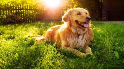 狗狗开心的表现(图1)