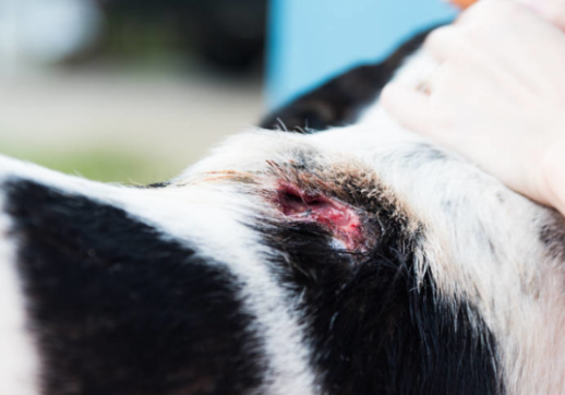狗狗有个伤口一直不怎么好该咋办(图1)
