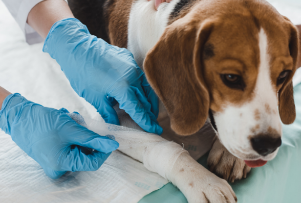 狗狗有个伤口一直不怎么好该咋办(图2)