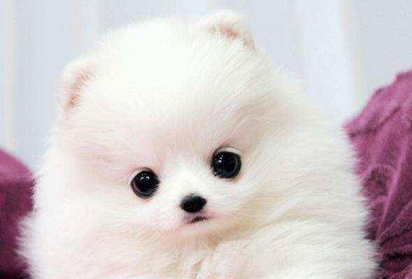 黑色博美分几个品种 基本都就这几个(图2)