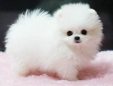 黑色博美分几个品种 基本都就这几个(图3)