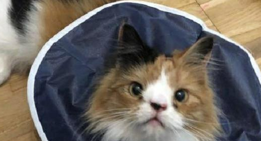 三花猫咪被领养 却从漂亮猫咪患了极为严重病痛 甚至还还褪毛撞墙自残！(图1)