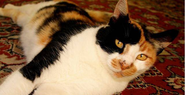 三花猫咪被领养 却从漂亮猫咪患了极为严重病痛 甚至还还褪毛撞墙自残！(图2)