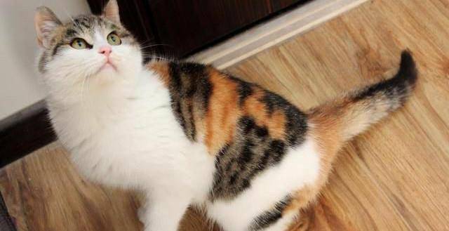 三花猫咪被领养 却从漂亮猫咪患了极为严重病痛 甚至还还褪毛撞墙自残！(图5)