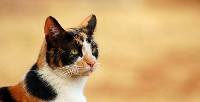 三花猫咪被领养 却从漂亮猫咪患了极为严重病痛 甚至还还褪毛撞墙自残！(图4)