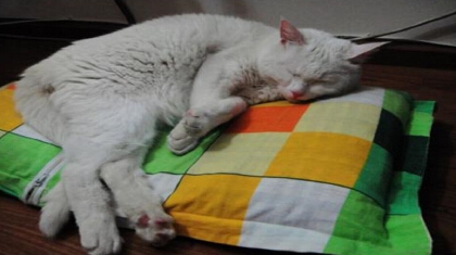 小猫身体发冷还有救吗(图1)