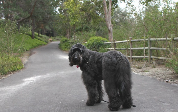 为么说规模大狗好像不行家居喂养时！这5种小狗身型虽大却溫柔 无疑不撕家(图1)